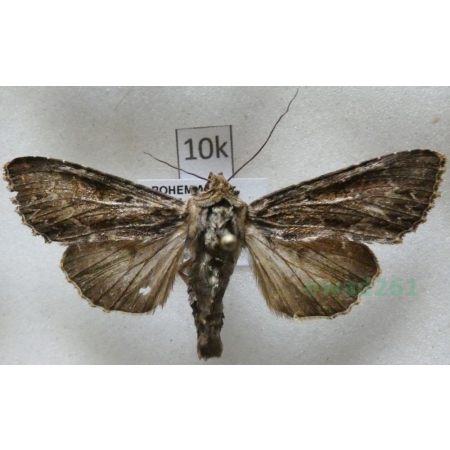 Apamea monoglypha (Hufnagel, 1766) Sówka wróblówka Czech10k